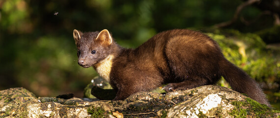 European Pine Marten -  hunting in the woods