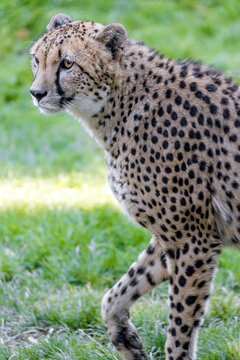 portrait of a beautiful cheetah 