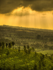 Naklejka premium Bogor tea plantations