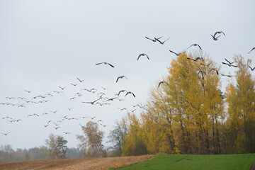 On a beautiful autumn day, cranes fly over a green meadow along the yellow forest edge