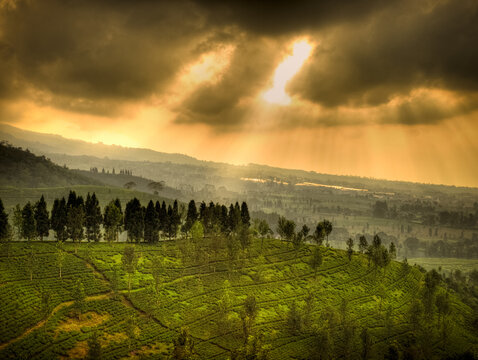 Bogor tea plantations