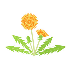 Blooming dandelion with leaves and bud