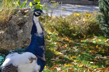 peacock in the park