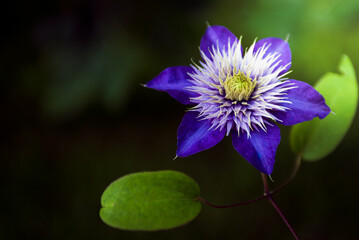Niebieski kwiat na zielonym tle