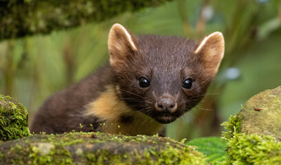 European Pine Marten -  hunting in the woods