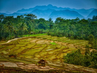 Rice field in the afternoon Taman Kuningan