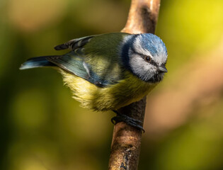 Blue tit - perched and curious, looking intently