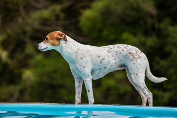 Linda imagem de cachorro, branco com mancha marrom pelo corpo, sem raça definida, ao ar livre, no...