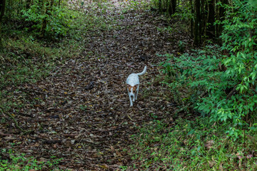 Linda imagem de cachorro, branco com mancha marrom pelo corpo, sem raça definida, ao ar livre, no...