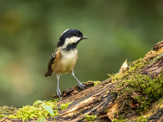 Coal tit in its woodland habitat