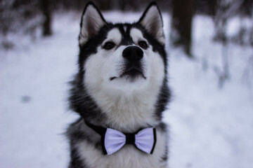Beautiful winter husky