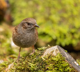 Dunnock - woodland bird, in dappled shade