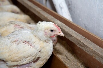 Domestic breeding of hens using heat and nutritional fast food
