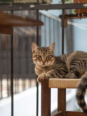 cat on the sill
