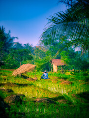 Man sitting on a rice field above Cirebon city