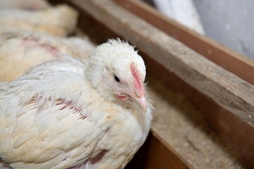 Detail of head of homemade white chickens eating the grain