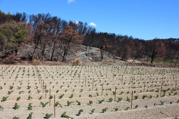 Newly planted red vines, the field was destroyed by a forest fire. The burned trees are still on...