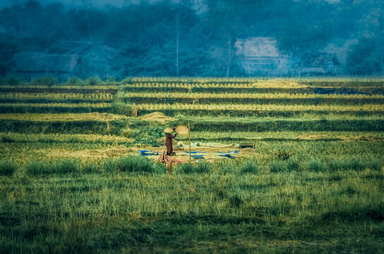 rice field and sift
