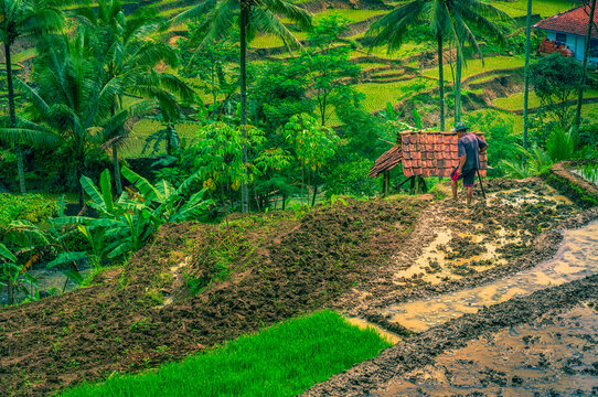 Selajambe rice field and farmers
