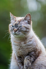 Linda imagem de gato cinza, em cima da cerca, ao ar livre, fazendo careta e brincando. Gato vivendo na fazenda no Brasil