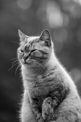 Linda imagem de gato cinza, em cima da cerca, ao ar livre, fazendo careta e brincando. Gato vivendo...