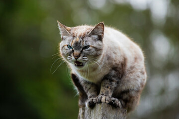 Linda imagem de gato cinza, em cima da cerca, ao ar livre, fazendo careta e brincando. Gato vivendo...