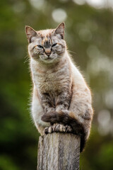 Linda imagem de gato cinza, em cima da cerca, ao ar livre, fazendo careta e brincando. Gato vivendo...