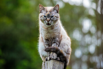 Linda imagem de gato cinza, em cima da cerca, ao ar livre, fazendo careta e brincando. Gato vivendo...