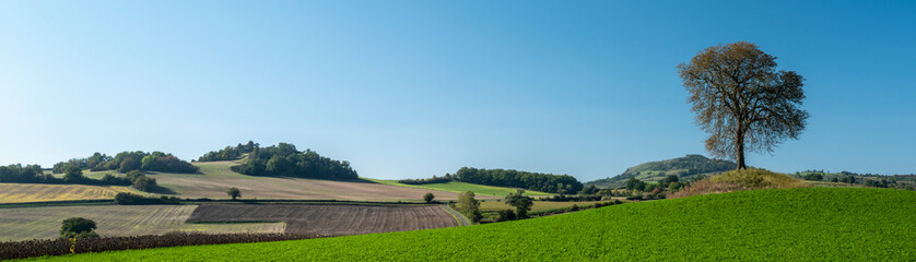 arbre solitaire dans les champs