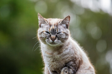 Linda imagem de gato cinza, em cima da cerca, ao ar livre, fazendo careta e brincando. Gato vivendo...