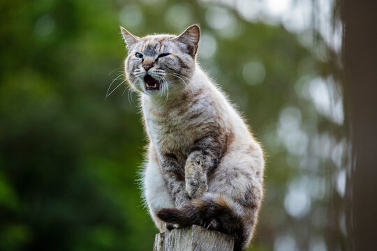 Linda imagem de gato cinza, em cima da cerca, ao ar livre, fazendo careta e brincando. Gato vivendo na fazenda no Brasil