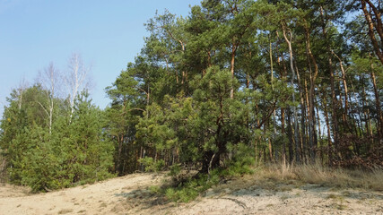 Fototapeta na wymiar Sosny na piaszczystym podłożu rosnące na skraju lasu. 