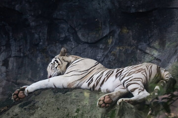 Close up white tiger is beautiful wildanimal on the rock mountain