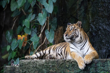 Fototapeta na wymiar Close up bengal tiger is beautiful animal and dangerous in forest