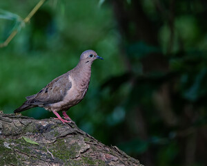 A small dove perched on a tree trunk