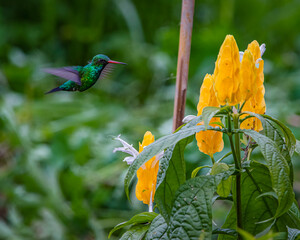 A small hummingbird hovering in front of a bunch of yellow flowers