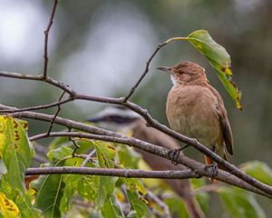 A small bird warming by the sun sitting on a tree branch