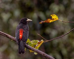 A black bird, with a red back and blue eyes, perched on a tree branch