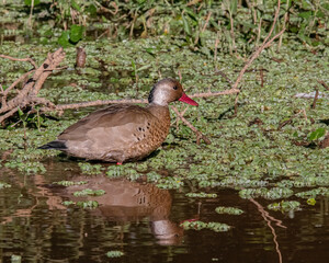 A small teal warming by the sun at the river bank