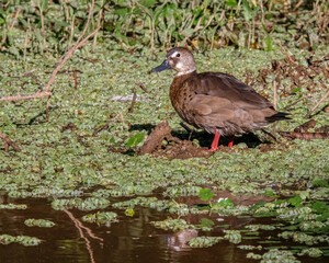 A small teal warming by the sun at the river bank