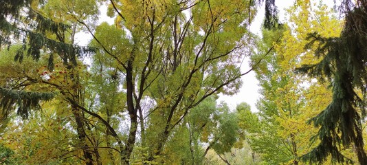 sun shining through the branches. Autumn day