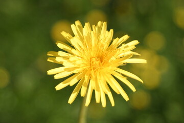 British flowering weed, garden plants  yellow dandelions in full bloom, Cichorioideae