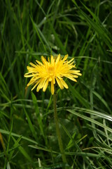 British flowering weed, garden plants  yellow dandelions in full bloom, Cichorioideae