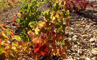 vignes à l automne