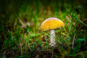 Yellow topped mushroom growing in our yard in Windsor in Upstate NY.
