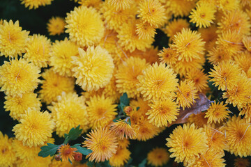 Decorative chrysanthemums. Autumn garden.