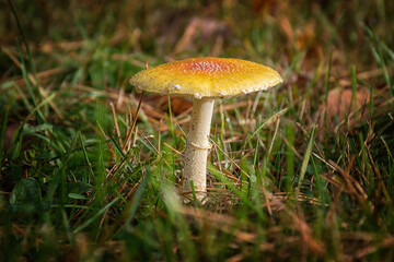 Yellow topped mushroom growing in our yard in Windsor in Upstate NY.