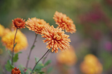 Decorative chrysanthemums. Autumn garden.