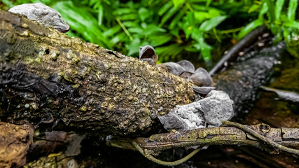 Growing fungi on decaying branch