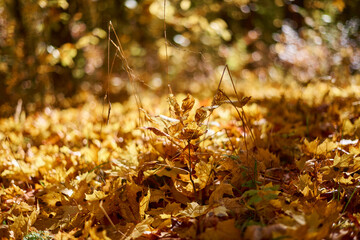 Maple yellow leaves in the autumn sunny forest